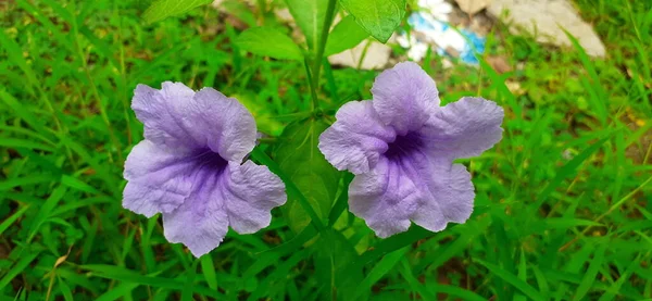 Ruellia Tuberosa Kwiat Znany Również Jako Minnieroot Korzeń Gorączki Jest — Zdjęcie stockowe