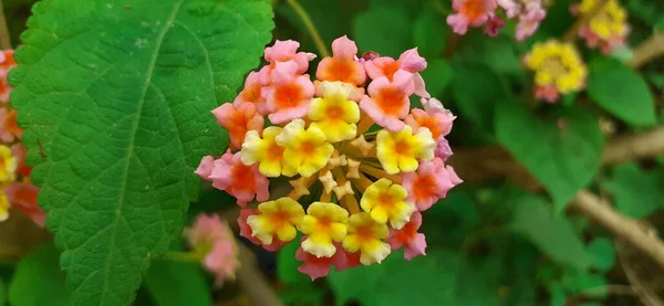 West Indian Pink Yellow Lantana Also Known Common Lantana Species — Stok fotoğraf