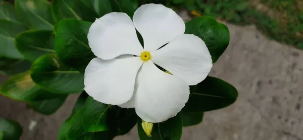 Une Catharanthus Roseus Flower Couleur Blanche Également Connue Sous Nom — Photo