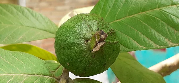 Guava Gyümölcs Egy Trópusi Gyümölcs Egy Nagyon Magas Táplálkozási Érték — Stock Fotó