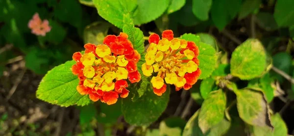 Lantana Dell India Occidentale Conosciuta Anche Come Lantana Comune Una — Foto Stock