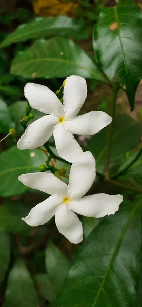 Pinwheel Flowers Evergreen Shrub Small Flowering Plant Flower Also Commonly — Stock Photo, Image
