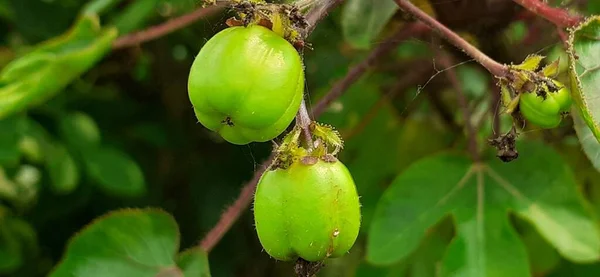 Jatropha Gossypiifolia Vagy Bellyache Bush Egy Spurge Család Fajok Virágzó — Stock Fotó