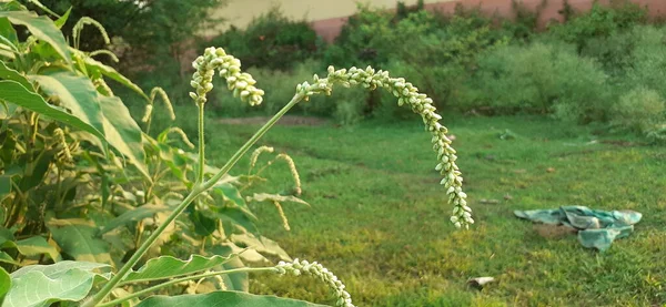 Persicaria Lapathifolia Eller Pale Smartweed Blomsterplante Familien Polygonaceae Også Kjent – stockfoto