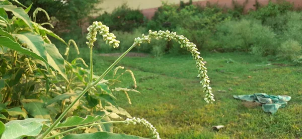 Persicaria Lapathifolia Pale Smartweed Цветущее Растение Семейства Polygonaceae Известное Willow — стоковое фото