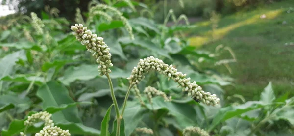 Persicaria Lapathifolia Vagy Pale Smartweed Egy Polygonaceae Család Virágzó Növény — Stock Fotó