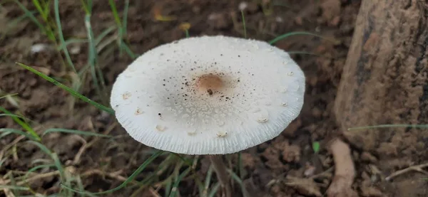 白色蘑菇 带褐色斑点生长在地下土壤中 蘑菇或毒菌是一种真菌 它主要产于土壤或食物来源上 — 图库照片