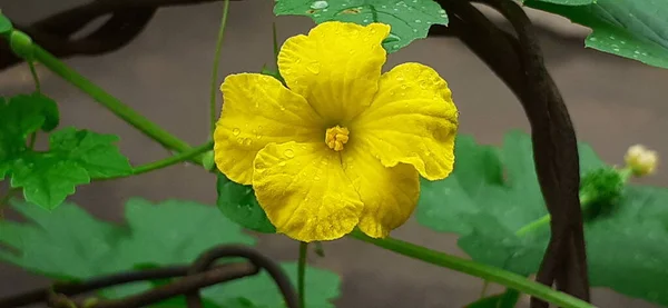 Gorzka Dynia Kwiat Zielonych Liściach Tło Gorzka Dynia Lub Momordica — Zdjęcie stockowe