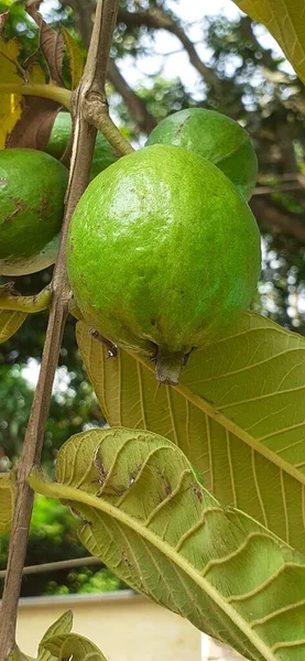 Guave Frucht Ist Eine Tropische Frucht Die Einen Sehr Hohen — Stockfoto