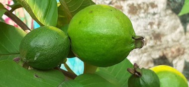 Guava meyvesi bir tropikal meyvedir, çok yüksek besin değeri vardır, bu meyve ağacının doğal yeri Meksika, Orta Amerika, Kuzey Güney Amerika ve Karayipler 'dir. Küçük bir ağaç meyvesi..