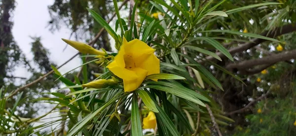 Sarı Oleander ya da Caskabela Thevetia bir süs bitkisidir. Zehirli bir çiçek bitkisidir. Şanslı Ceviz olarak da bilinir. Bu çiçekli bitkinin doğduğu yer Meksika ve Orta Amerika 'dır..