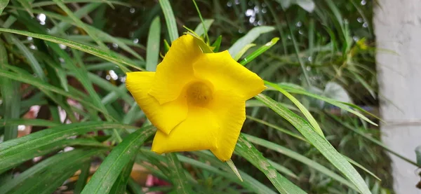 Κίτρινο Oleander Caskabela Thevetia Είναι Διακοσμητικό Ανθοφόρο Φυτό Είναι Ένα — Φωτογραφία Αρχείου