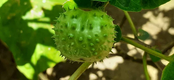 Datura Metel Indian Thornapple Una Planta Cultivada Todo Mundo También — Foto de Stock
