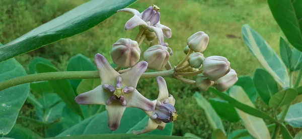 Dev Calotropis Calotropis Dev Çayı Crown Çiçeği Olarak Bilinir Calotropis — Stok fotoğraf