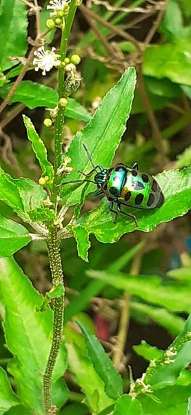 Green Jewel Bug Commonly Known Jewel Bug Metallic Shield Bug — Stockfoto