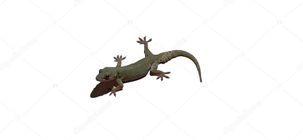 House Lizard Isolated on Pink White Background With Clipping Path.