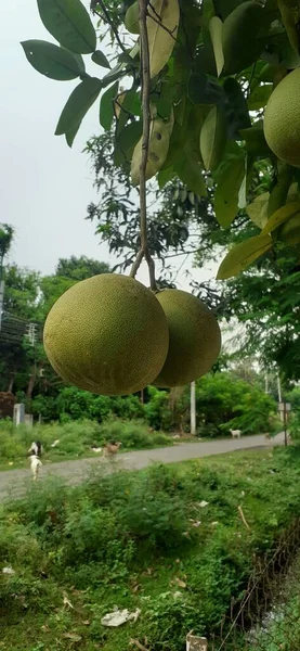 Reife Indische Pomelo Frucht Hängt Baum — Stockfoto