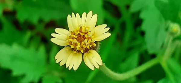 Tridax Procumbens Tridax Daisy Species Asteraceae Family Flowering Plant Also — Stock Photo, Image