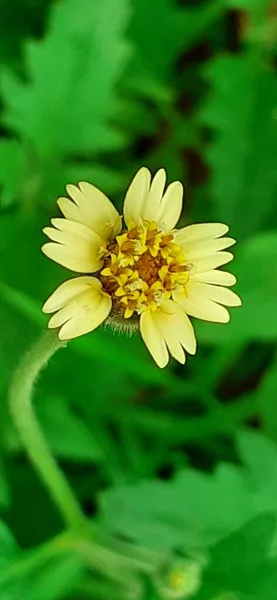 Tridax Procumbens Tridax Daisy Species Asteraceae Family Flowering Plant Also — ストック写真