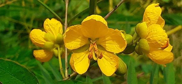 Senna Occidentalis Species Pantropical Plant Also Known Coffee Senna Septicweed — Foto Stock