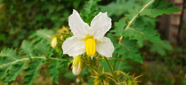 Solanum Sisymbriifolium Small White Flower Also Known Litchi Tomato Sticky — Foto Stock