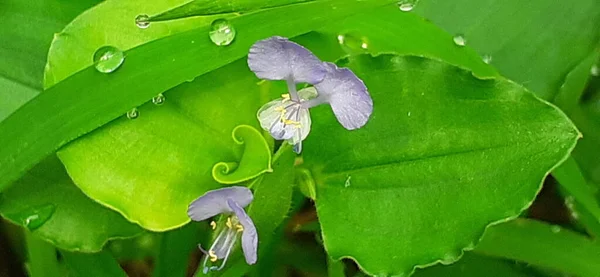 Commelina Benghalensis Bengal Dayflower Tropical Asia African Perennial Herb Also — Φωτογραφία Αρχείου