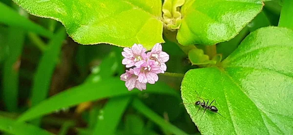 Punarnava Boerhavia Diffusa Είναι Ένα Είδος Ανθοφόρου Φυτού Στις Τέσσερις — Φωτογραφία Αρχείου