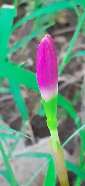 Pink Fairy Lily Uma Flor Muito Pequena Também Conhecido Como — Fotografia de Stock