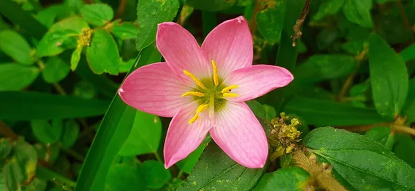 Pink Rain Lily Είναι Ένα Πολύ Μικρό Λουλούδι Είναι Επίσης — Φωτογραφία Αρχείου
