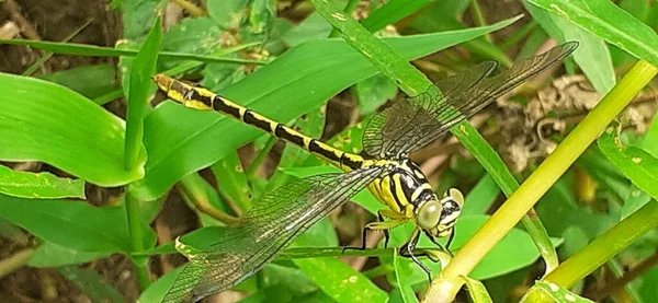 Most Attractive Black Yellow Tiger Dragonfly Sitting Green Grass — Stock Photo, Image