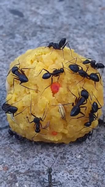 Group Black Ants Collecting Sweet Food Colorful Sweet Laddu — Stock video