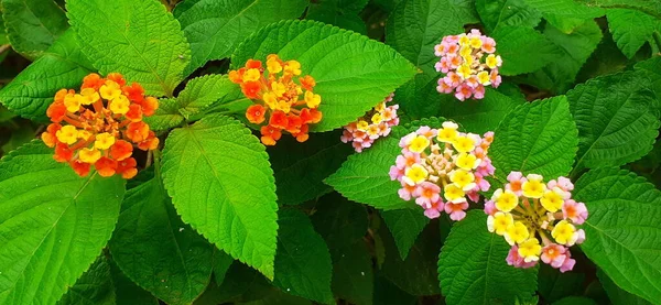 란타나 West Indian Lantana 식물의 일종이다 원산지는 중앙아메리카와 남아메리카 지방이다 — 스톡 사진