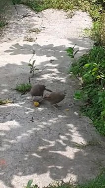 Two Jungle Babbler Birds Eating Food.