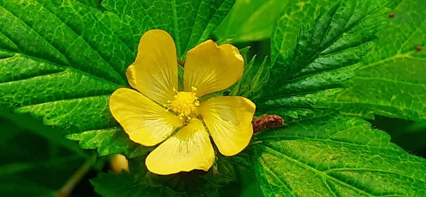 Dikenli Malvastrum Ayrıca Lob Sahte Mallow Uzun Ömürlü Bir Bitki — Stok fotoğraf