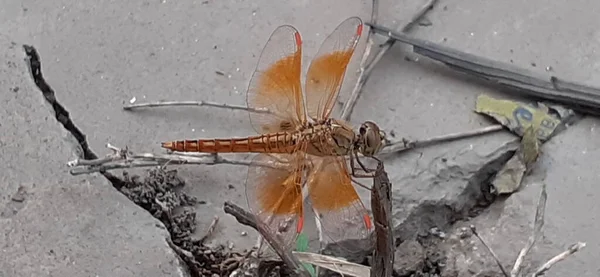 Brachythemis Contaminata Ditch Jewel Dragonfly Libellulidae Family Species Dragonfly Its — Stok Foto