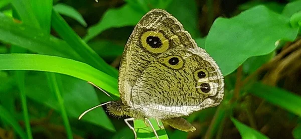 Ypthima Baldus Common Five Ring Butterfly Nymphalidae Family Butterfly Mainly — 图库照片