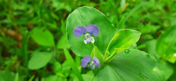 Commelina Benghalensis Bengal Dayflower Tropical Asia African Perennial Herb Also — Stok fotoğraf