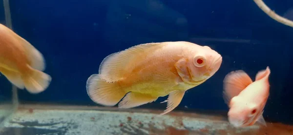 Attraktivste Albino Oscar Fische Schwimmen Aquarienwasser Das Europa Und Amerika — Stockfoto