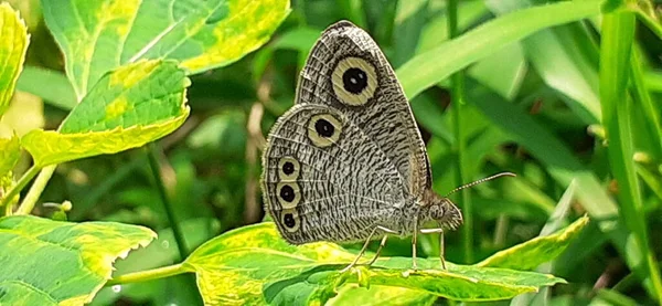 Ypthima Baldus Common Five Ring Butterfly Nymphalidae Family Butterfly Mainly — 图库照片