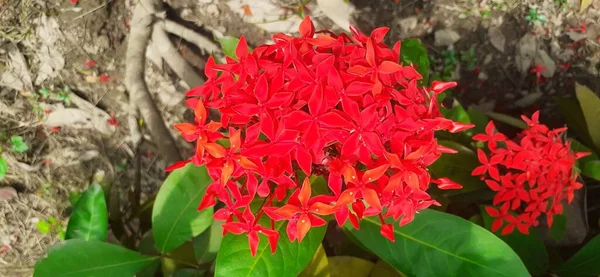Ixora Coccinea Druh Kvetoucí Rostliny Čeledi Rubiaceae Také Známý Jako — Stock fotografie