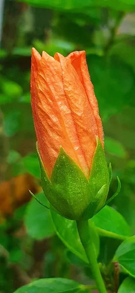 Πορτοκαλί Hibiscus Λουλούδι Bud Απομονωμένο Θολό Πράσινο Φόντο Είναι Ένα — Φωτογραφία Αρχείου