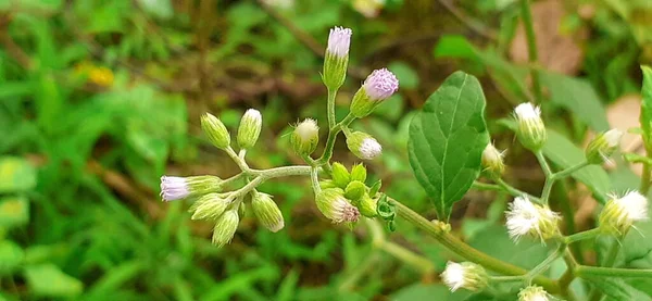 톨시네 Cyanthillium Cinereum 아이언 Little Ironweed 해바라기 속하는 다년생 식물의 — 스톡 사진