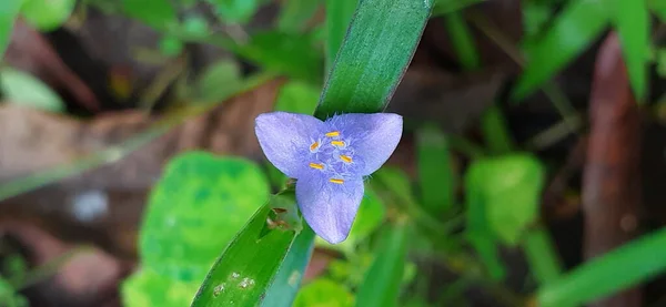 Virginia Spiderwort Lub Tradescantia Virginiana Gatunek Rośliny Rodziny Commelinaceae Miejscem — Zdjęcie stockowe