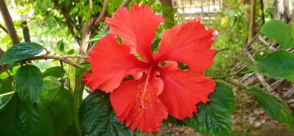 Red Hibiscus Flor Natureza Fundo Uma Planta Com Flor Gênero — Fotografia de Stock