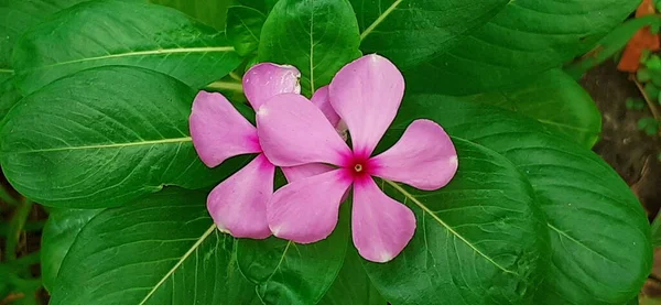 Rosa Färgade Catharanthus Roseus Blomma Ven Vinca Rosea Dess Hemort — Stockfoto