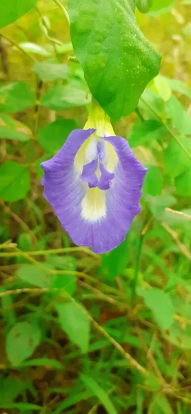 Clitoria Ternatea Lub Asian Pigeonwings Roślina Kwitnąca Należąca Rodziny Fabaceae — Zdjęcie stockowe