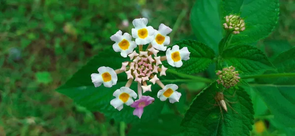 Lantana Camara Також Відома Common Lantana Вид Квіткових Рослин Його — стокове фото