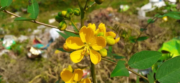 Senna Occidentalis Species Pantropical Plant Also Known Coffee Senna Septicweed — Foto Stock
