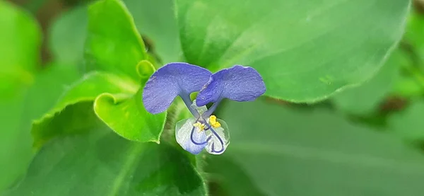 Commelina Benghalensis Bengal Dayflower Tropical Asia African Perennial Herb Also — Zdjęcie stockowe