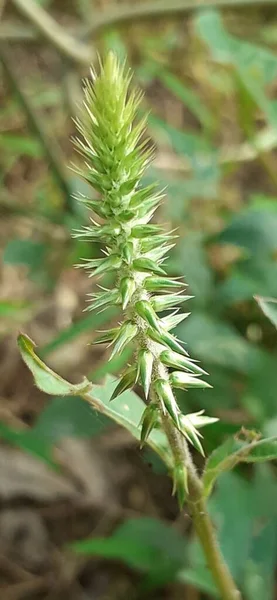 Achyranthes Bidentata Blume Achtergrond Van Natuur Een Amaranth Familie Kruiden — Stockfoto